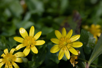 yellow Celandine, gelbe Feigwurz - Scharbockskraut