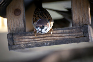 Senchki and sparrows feed in the feeder in early spring.