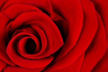 Vibrant fresh crimson or red rose close up. Rose head macro photo background.