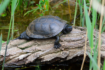 Europäische Sumpfschildkröte