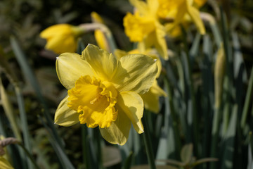 Yellow Daffodil, gelbe Osterklocke - Narzisse