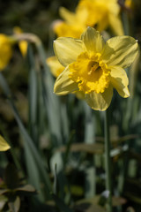 Yellow Daffodil, gelbe Osterklocke - Narzisse