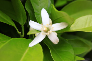 orange blossom, surrounded by green leaves