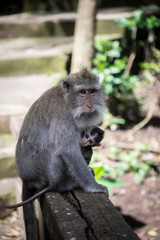 Obraz premium monkey