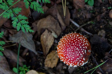 Amanita mushroom in the autumn forest.