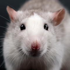 Rat portrait close up. Pet concept.