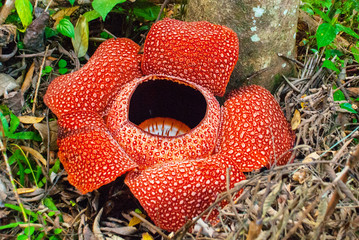 Rafflesia, the biggest flower in the world. This species located in Ranau Sabah, Borneo.