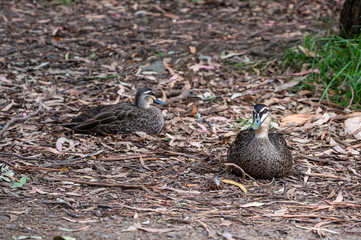 Pacific black duck, Anas superciliosa, resting amongst fallen leaves, Kennett River, Australia
