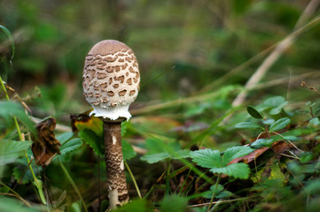 Mushroom umbrella in the autumn forest.
