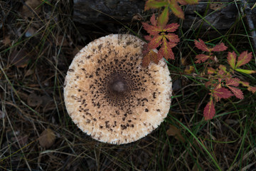 Mushroom umbrella in the autumn forest.