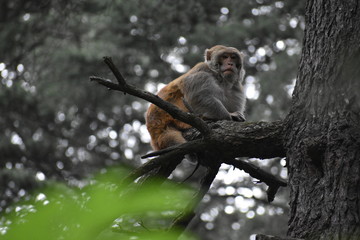 Manali Nature Photography 