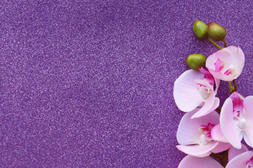 Brilliant purple background with pink orchid flower