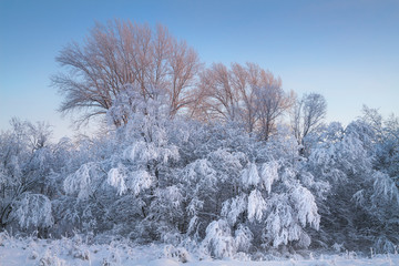 frosted bushes on a winter day