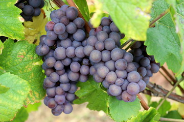 Weinanabu
