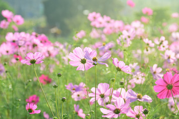 Cosmos flowers. Beautiful cosmos flowers in nature field. Pink flowers blossom in the natural.