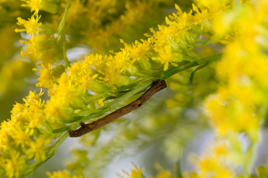 Moth caterpillar (Eupithecia) on a branch of Canadian goldenrod with bright yellow flowers.