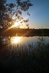 Obraz premium The sun shines through the willow branches on the lake, at sunset.