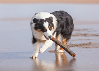 Perro Pastor Australiano feliz corriendo por la playa con un palo en la boca