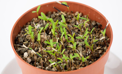 tender sprouts of a young plant sprouting from seeds