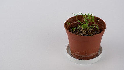 tender sprouts of a young plant sprouting from seeds
