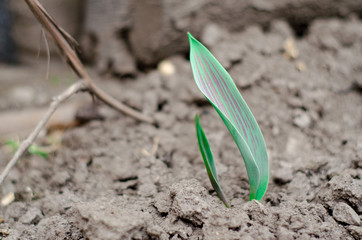 The first leaf of the Tulip breaks out of the ground. Selective focus.