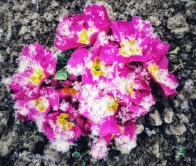 purple flowers in the snow