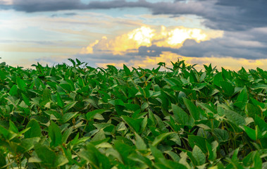 Soy plantation in Brazil and rain clouds in the background