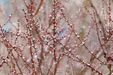 Spring snow lays on the almost full buds of a tree. Selective focus