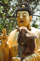 statue of buddha and funny monkey