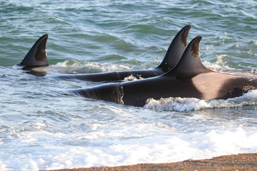 Killer whale hunting sea lions on the paragonian coast, Patagonia, Argentina