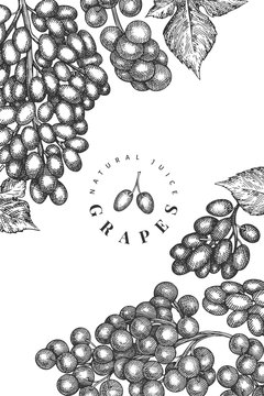 Grape design template. Hand drawn vector grape berry illustration. Engraved style retro botanical banner. © lubovchipurko