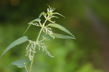 Stinging nettle Urtica dioica common nettle