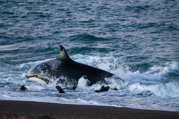 Fototapeta premium Killer whale hunting sea lions on the paragonian coast, Patagonia, Argentina