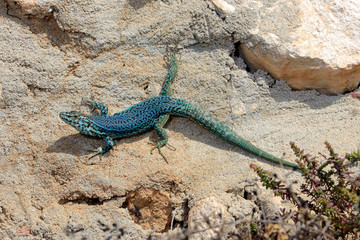 Pityuseneidechse (Podarcis pityusensis formenterae) auf Formentera, Spanien / Ibiza wall lizard on...