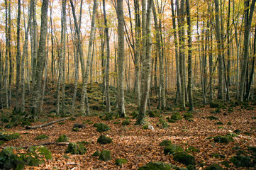 Beech forest of Jordáen in autumn, Natural area