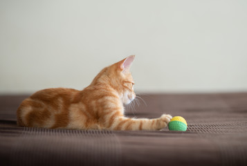 Fototapeta na wymiar Cute red kitten lies on sofa in attention ready to jump. Adorable little joyful pet. Cute playful child animal with ball