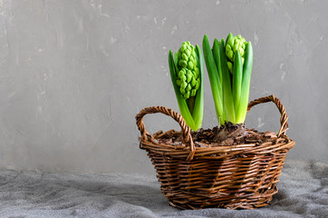 Hyacinth in a basket