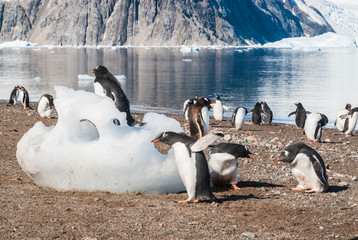  Gentoo Penguin,on an antarctic beach, Neko harbour,Antartica