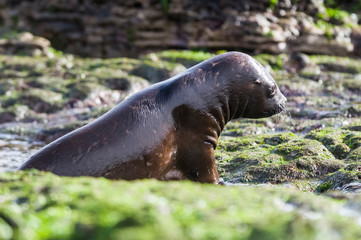 Sea Lion baby, Peninsula Valdes, Heritage Site, Patagonia, Argentina
