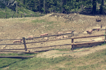 Fototapeta na wymiar Pigs on a pig farm outdoor in animal friendly environment.