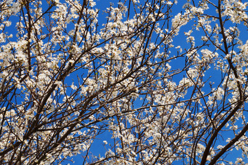 blooming plum branches in early spring against the blue sky, spring background