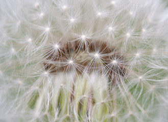 Beautiful dandelion Close-up. Touch of spring