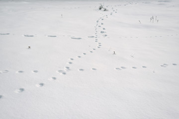 Human and animal tracks in the snow with a small amount of dry plants