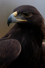 Golden Eagle