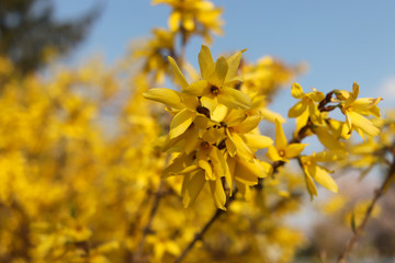 Yellow blooming Forsythia flowers in spring close up.It is an ornamental deciduous shrub of garden...