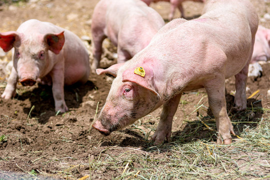 Pigs on a pig farm outdoor in animal friendly environment.