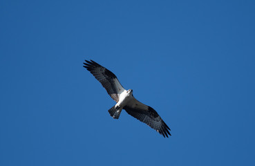 Osprey