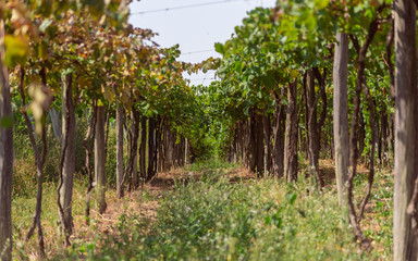 Vines with fruits in the region of Cerro Chapad&atilde;o in the city of Jaguari in Brazil