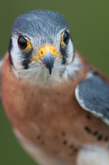 American Kestrel