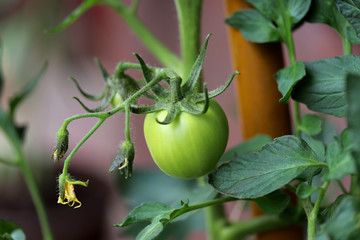 Unripe green young tomato growing in greenhouse. Green tomatoes on a branch